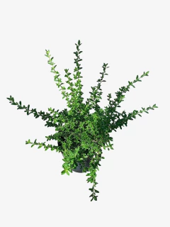 Serisea Foetida Variegata Alba - tienda online