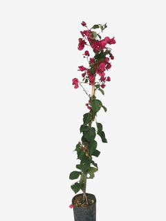 Santa Rita - comprar online