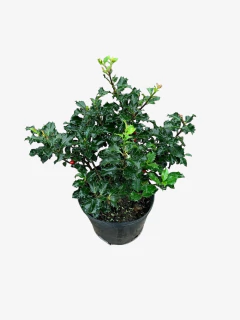 Ilex Meserveae Blue Princess (muérdago)