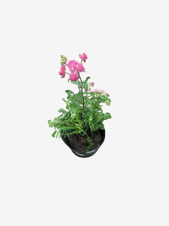 achillea millefolium en internet