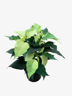 Euphorbia Estrella Federal - VallsGarden