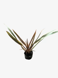 Phormium Tenax "Sundowner"(rosado) en internet