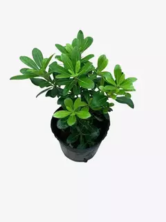 Imagen de Pittosporum Enano (azarero)