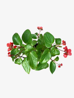 Begonia dragon - comprar online