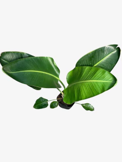 Strelitzia Nicolai - comprar online