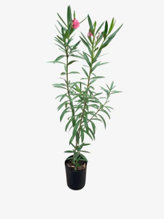 Laurel de Flor en internet