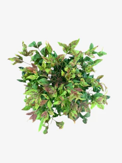 Nandina Fire Power - comprar online