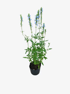 Salvia Uliginosa Celeste - tienda online