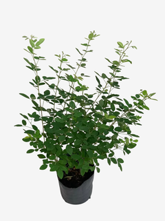 Lespedeza Thunbergii en internet