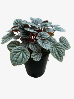 Peperomia Caperata en internet