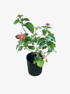 Lantana Camara en internet