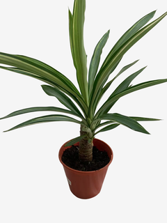 Yucca Variegada en internet