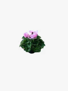Violeta de los Alpes en internet