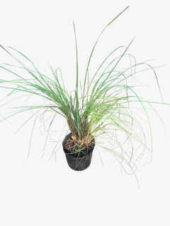 Eragrostis curvula en internet