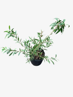 Callistemon Llila - tienda online