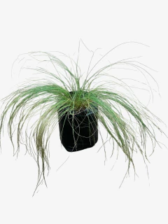Stipa Tenuissima - tienda online