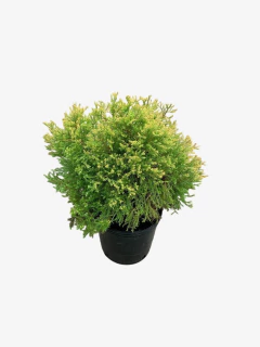 Thuja Occidentalis Ellwangeriana Rheingold