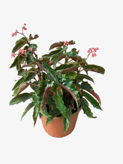 Begonia Avery