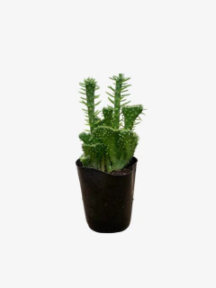Crassula Crestada