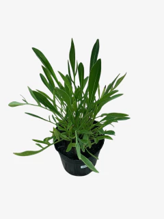 Coreopsis Grandiflora en internet