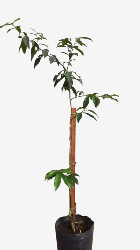 Quinoto Ácido - comprar online