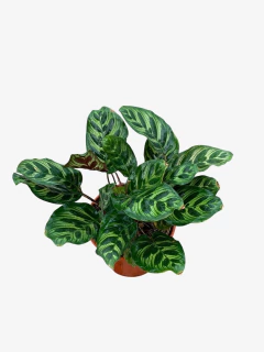 Calathea Macoyana en internet