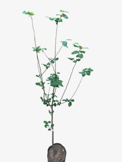 Membrillo Inj. 2A. - comprar online