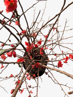 Cydonia Japonica - comprar online