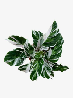 Calathea White Fussion