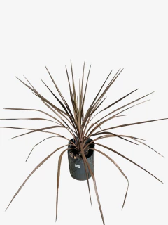 Cordyline australis rubra (dracena) - tienda online