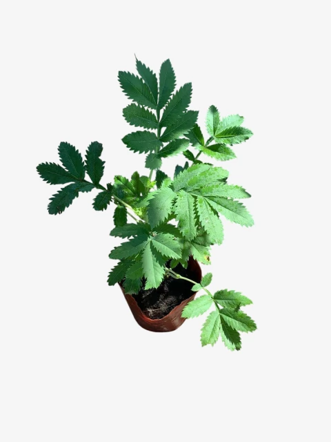 Melianthus Major - comprar online