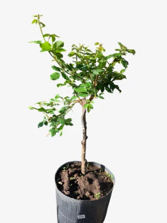 Rosal pie alto inj. 1 A - VallsGarden