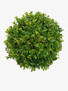 Eugenia Topiaria - comprar online
