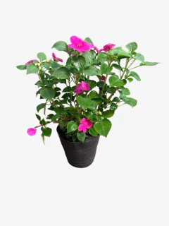 Alegria Simple - VallsGarden