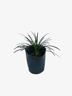 Ophiopogon japonicus nigra(pasto ingles) en internet