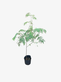 Acacia Visco - VallsGarden