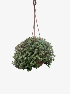 Exacum Callisia Repens - VallsGarden