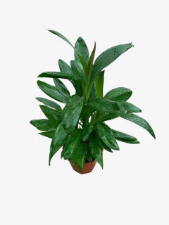 Dracena Robusta - VallsGarden