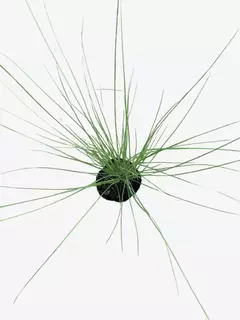 Pennisetum Setaceum Rupelli - tienda online