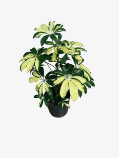 Aralia Ivonet - VallsGarden