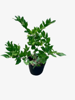 Olea Texana Verde - comprar online