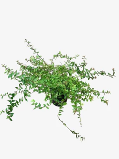 Abelia Grandiflora Compacta en internet
