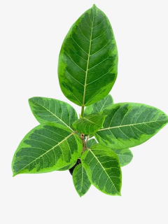 Ficus Altissima - comprar online