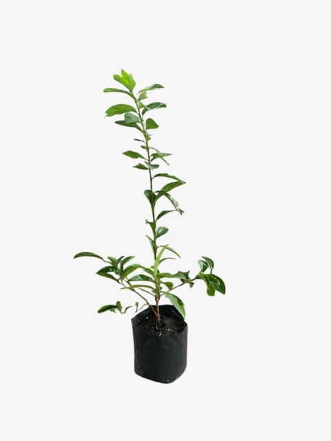 Jazmín Paraguayo - comprar online