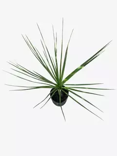 Cordyline Australis Verde (dracena) - VallsGarden