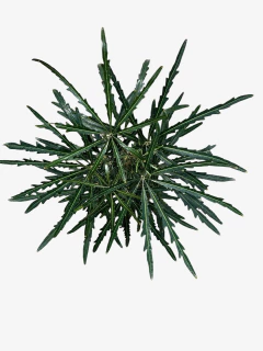 Aralia Elegantisima - comprar online