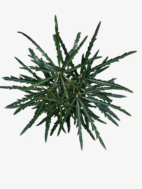 Aralia Elegantisima - comprar online
