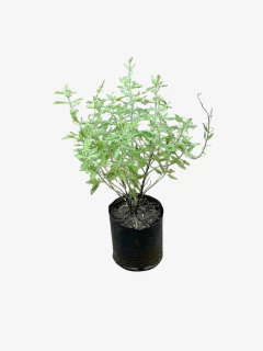 Salvia Rusa