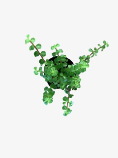 Portulacaria Afra - tienda online
