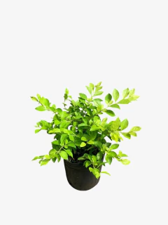 Duranta Repens Aurea - tienda online